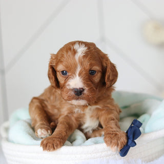 Colson - Available 3/19