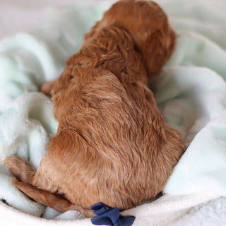 Colson - Available 3/19