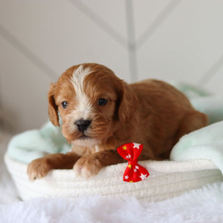 Crew - Available 3/19