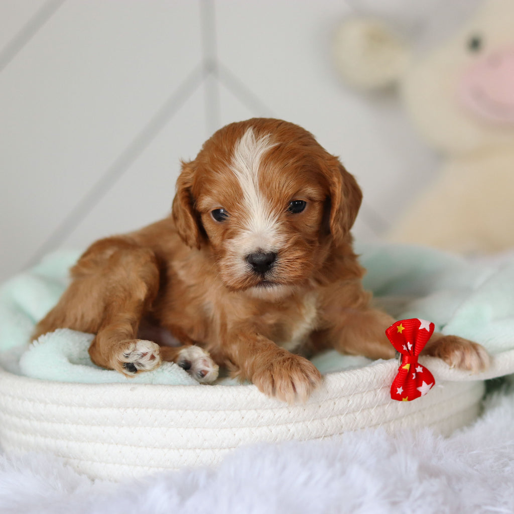 Crew - Available 3/19