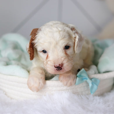 Cade - Available 3/19