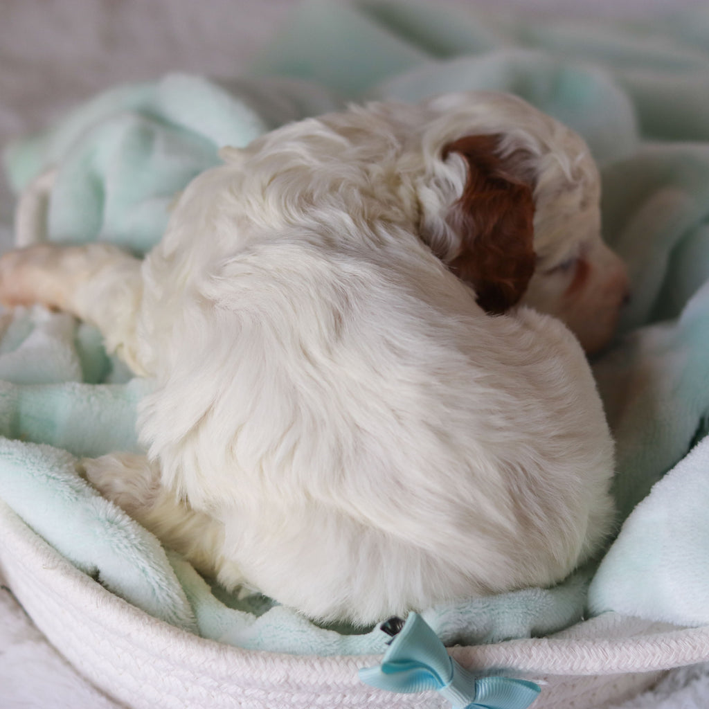 Cade - Available 3/19