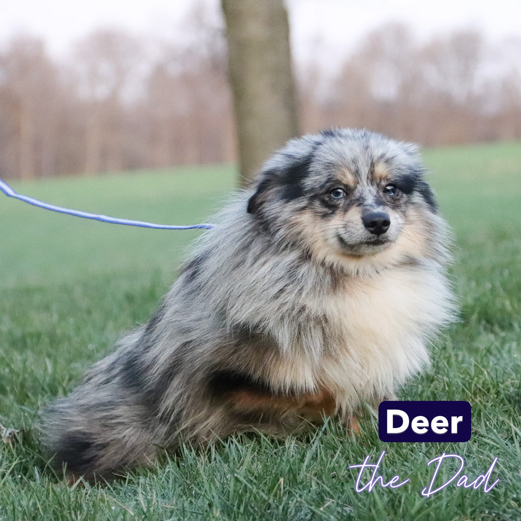 Diana - Available 12/31