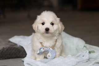 Howie - Available 5/14