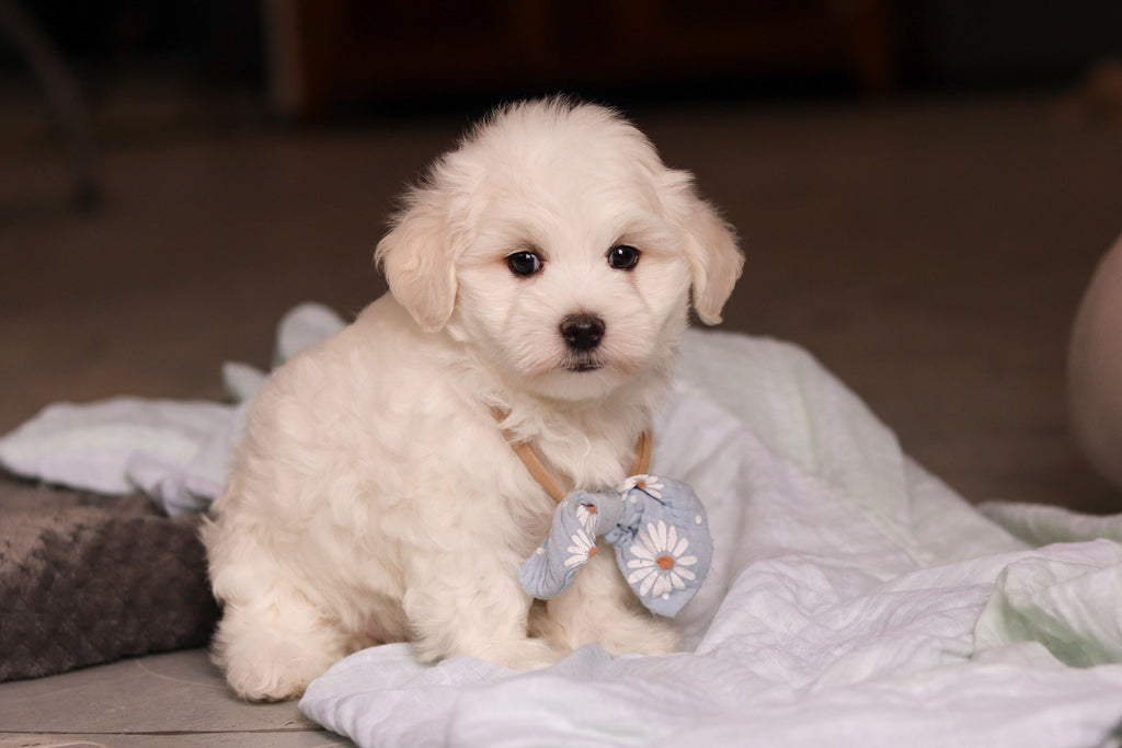 Howie - Available 5/14
