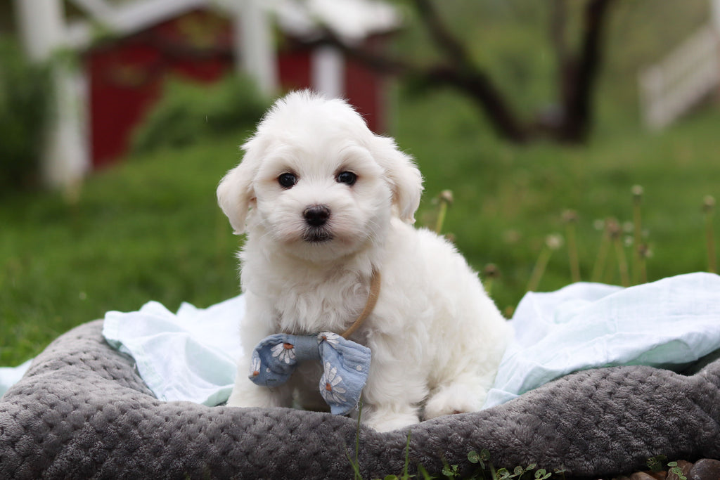 Howie - Available 5/14