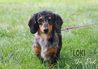 Gunther - Available 1/14