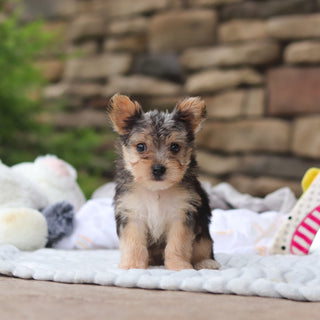 Marshall - Available 8/27