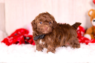 Knox - Available 2/11