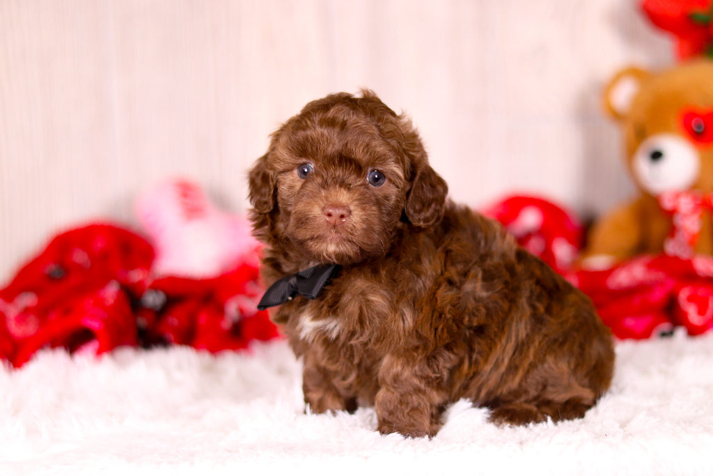 Knox - Available 2/11