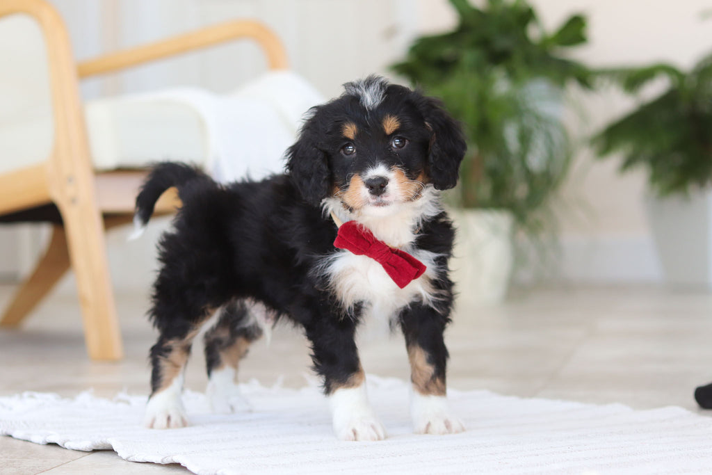 Axel - Available 2/19