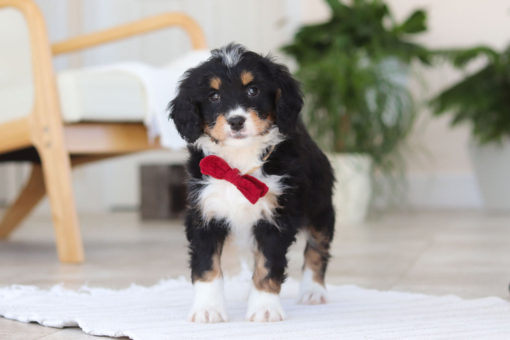 Axel - Available 2/19