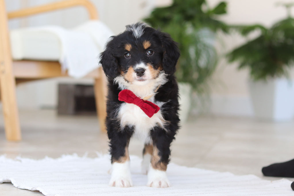 Axel - Available 2/19