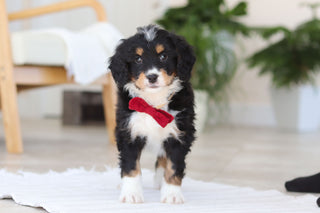 Axel - Available 2/19