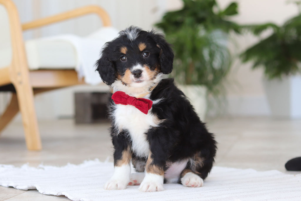 Axel - Available 2/19