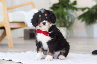 Axel - Available 2/19