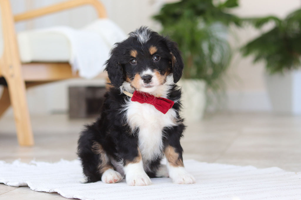 Axel - Available 2/19