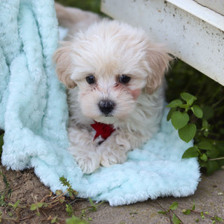 Stefan - Available Now