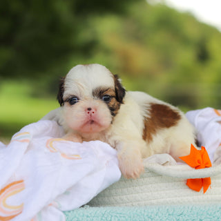 Chester - Available 9/24