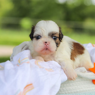Chester - Available 9/24