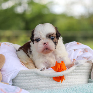 Chester - Available 9/24