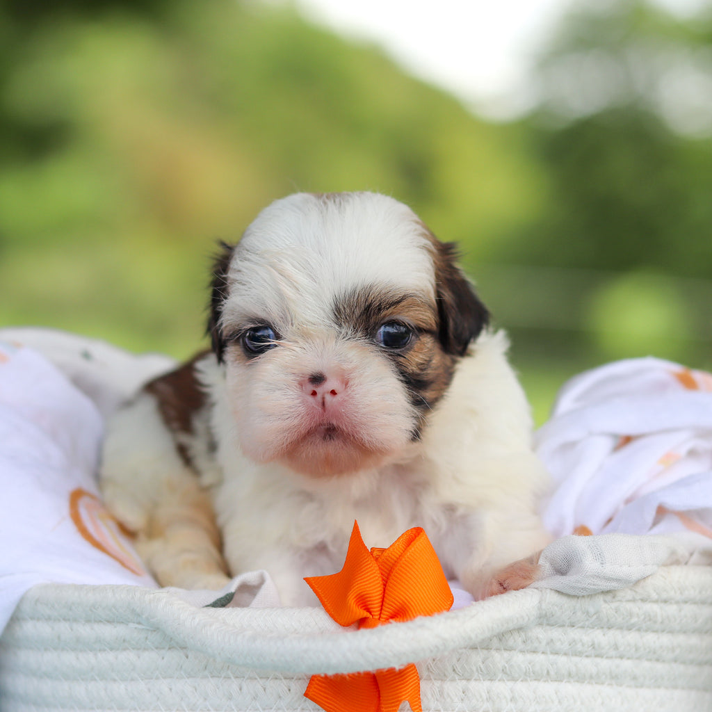 Chester - Available 9/24