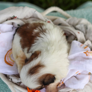 Chester - Available 9/24