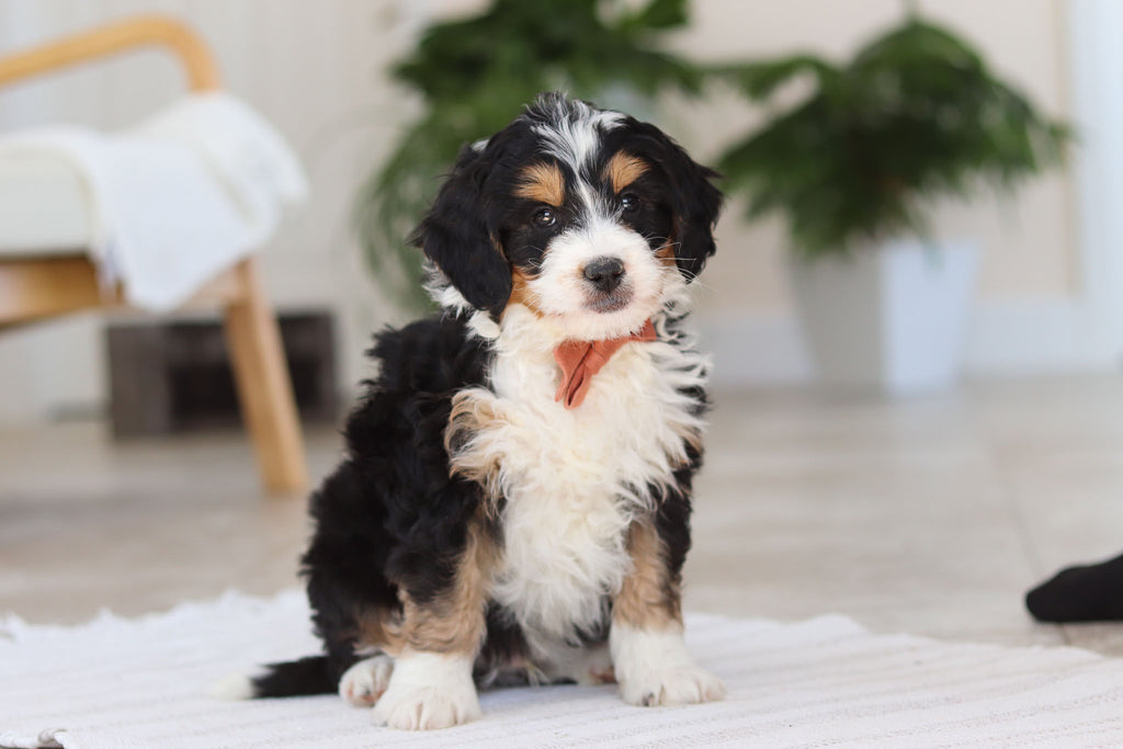 Archer - Available Now