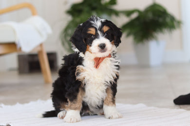 Archer - Available 2/19