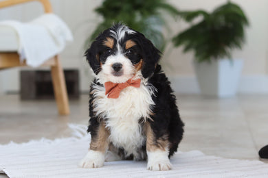 Archer - Available 2/19