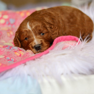 Walker - Available Now