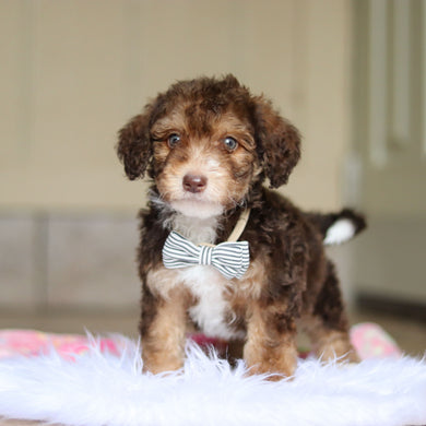 Ripley - Available 5/21