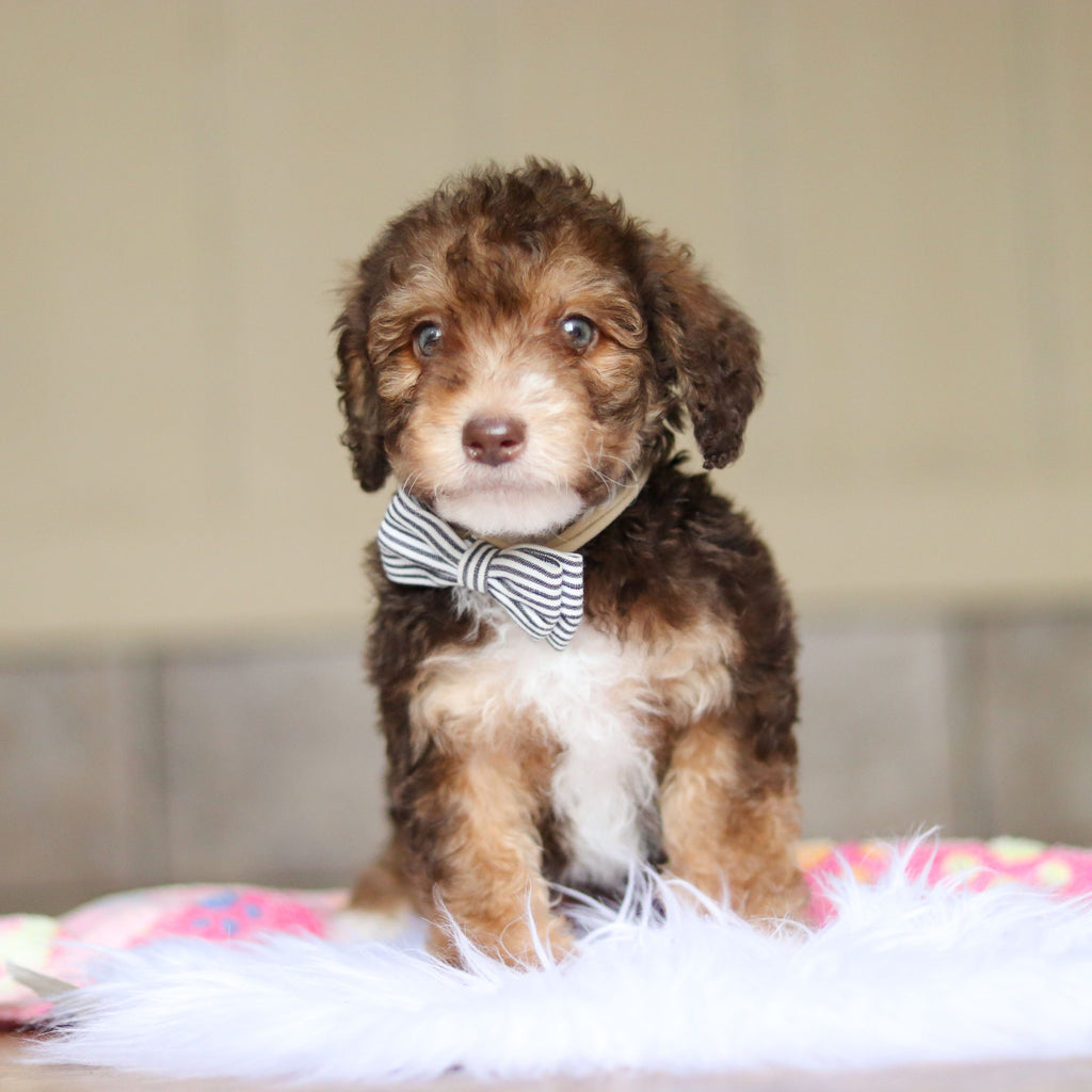 Ripley - Available Now