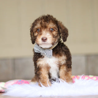 Ripley - Available Now