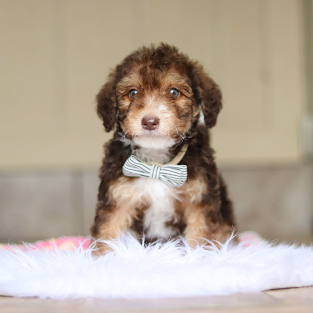 Ripley - Available Now