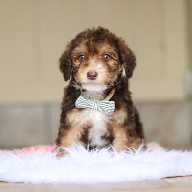 Ripley - Available 5/21