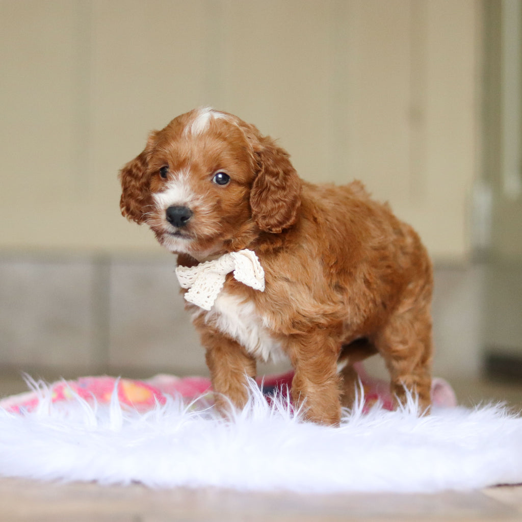 Newton - Available 6/4