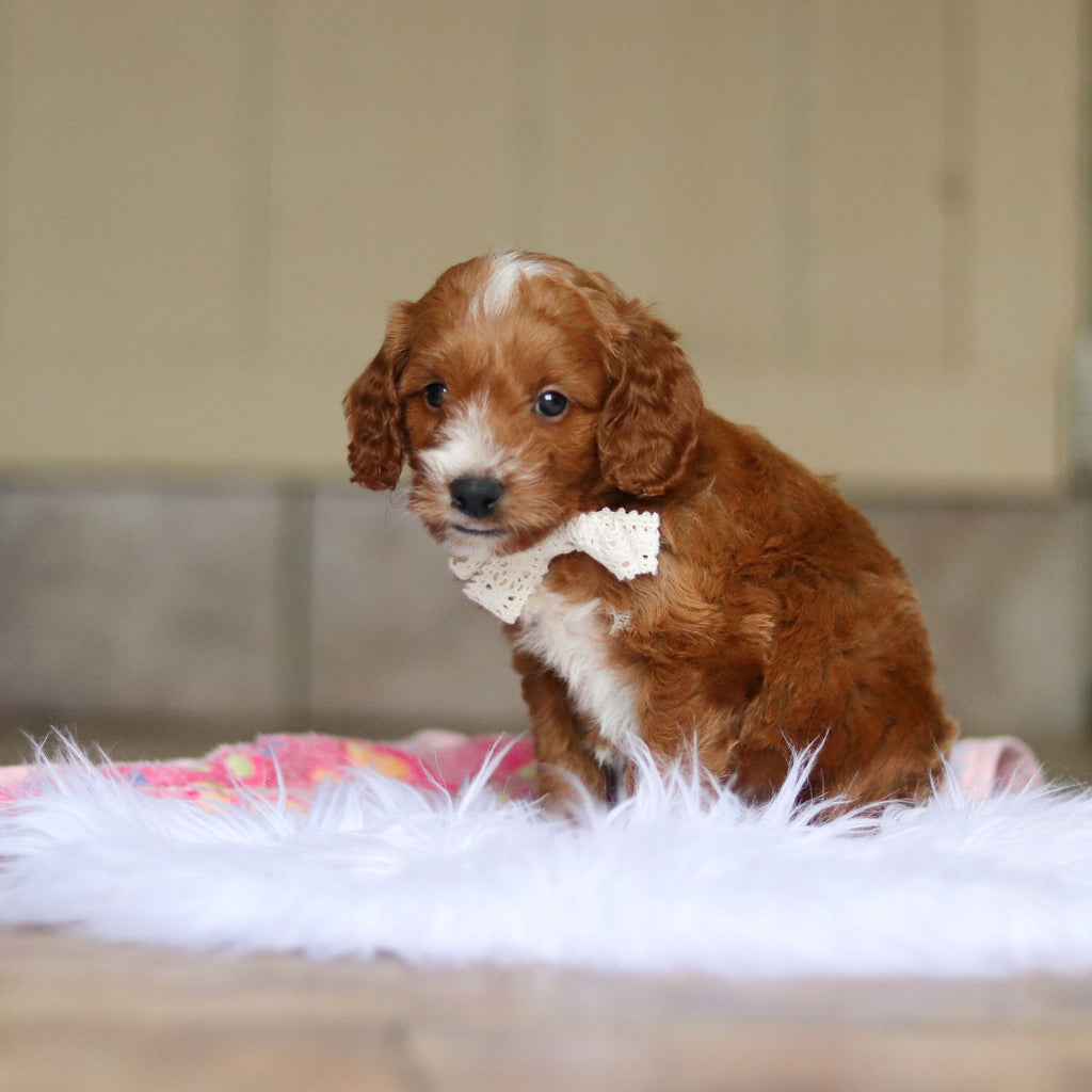 Newton - Available 6/4