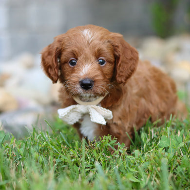 Reno - Available 8/6