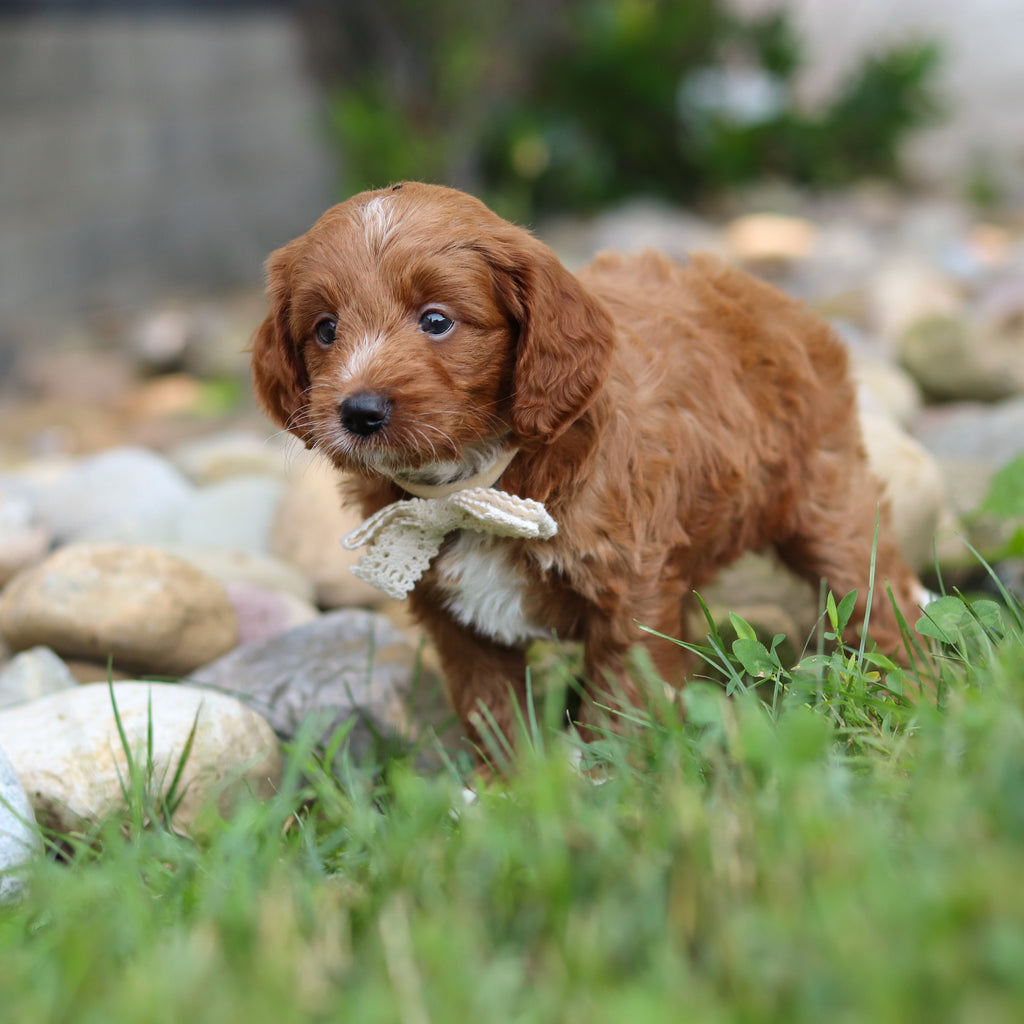 Reno - Available 8/6