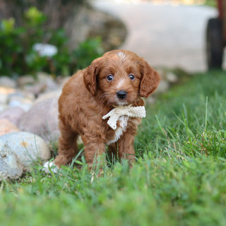 Reno - Available 8/6