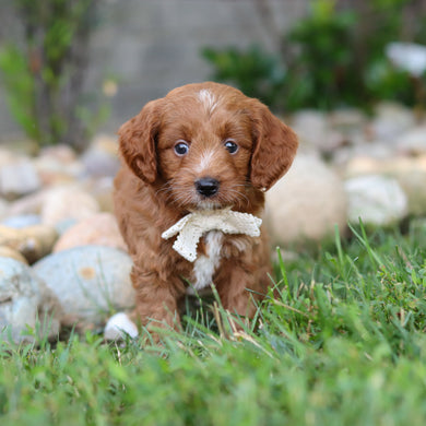 Reno - Available 8/6