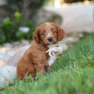 Reno - Available 8/6