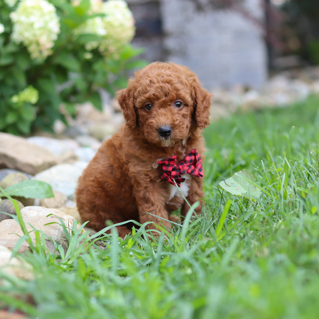 Rascal - Available 8/6