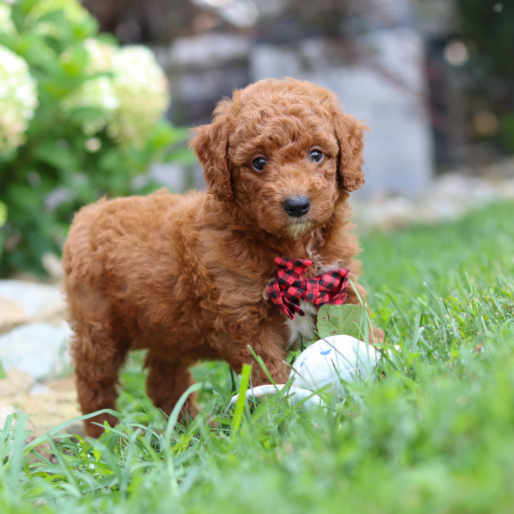 Rascal - Available 8/6