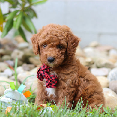 Rascal - Available 8/6