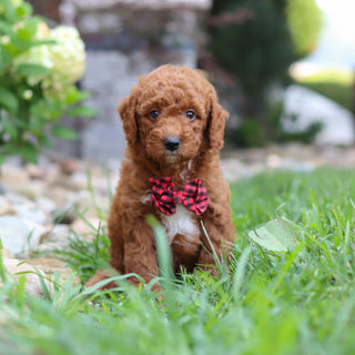 Rascal - Available 8/6