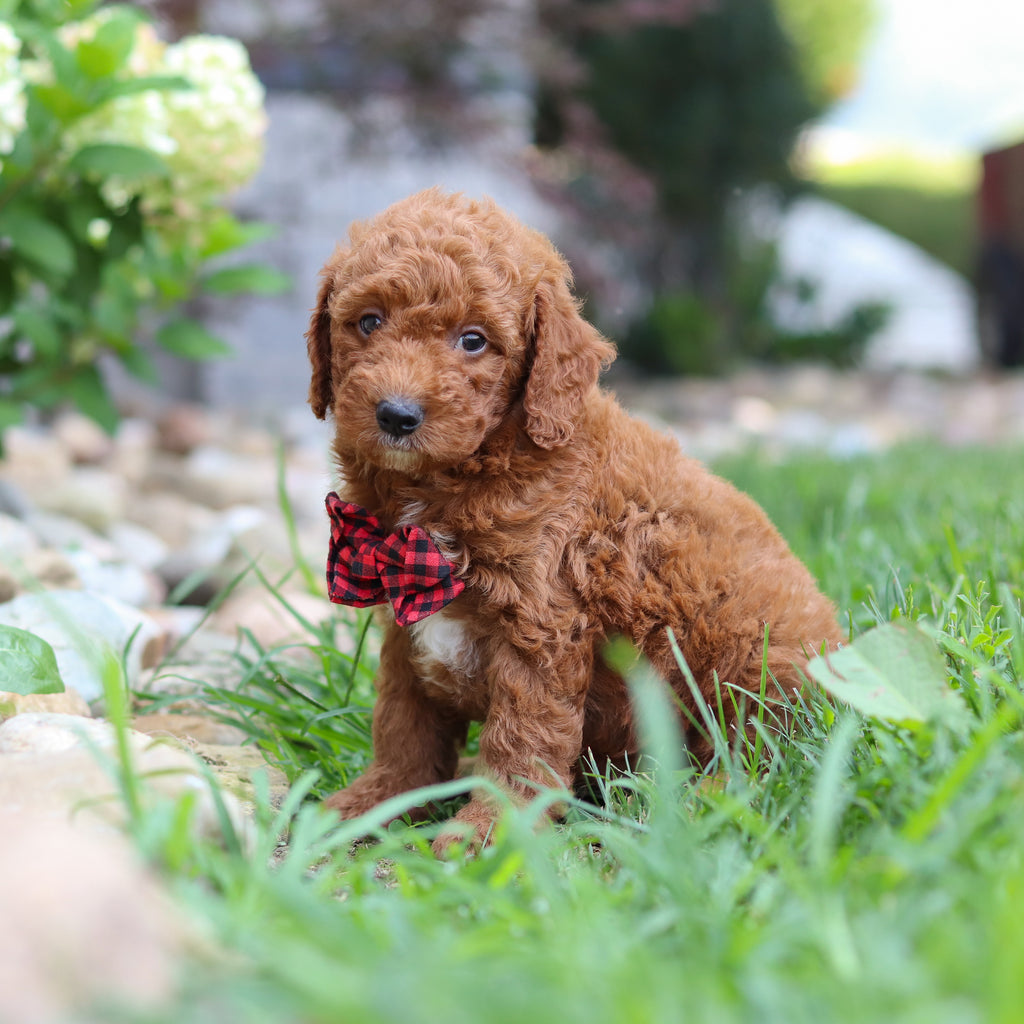 Rascal - Available 8/6