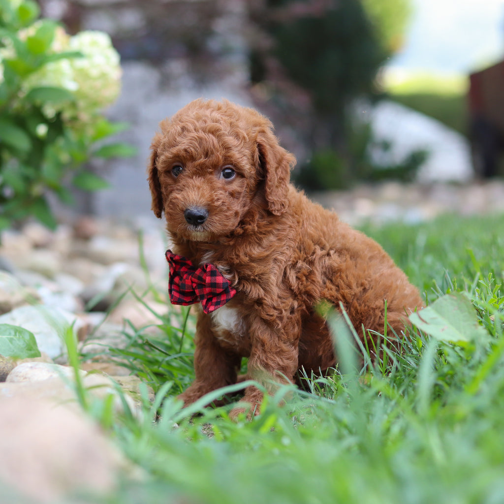 Rascal - Available 8/6