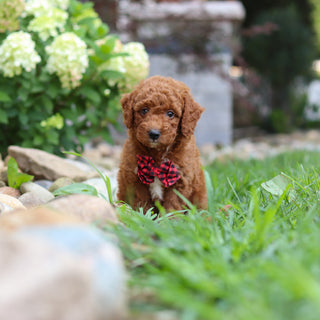 Rascal - Available 8/6